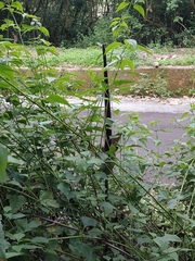 Amorphophallus hirtus