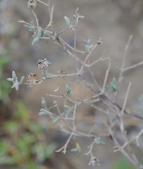 Drosanthemum karrooense