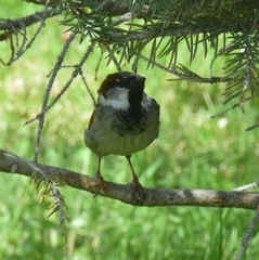 Passer domesticus