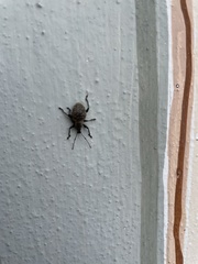 Otiorhynchus armadillo