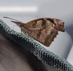 Libytheana carinenta
