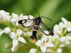 Synanthedon loranthi