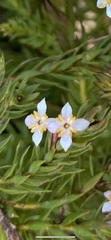 Struthiola salteri