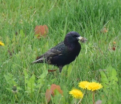 Sturnus vulgaris