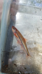Notropis leuciodus