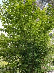 Corylopsis