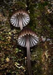 Mycena subgalericulata