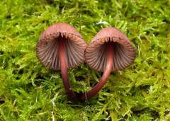Mycena kuurkacea