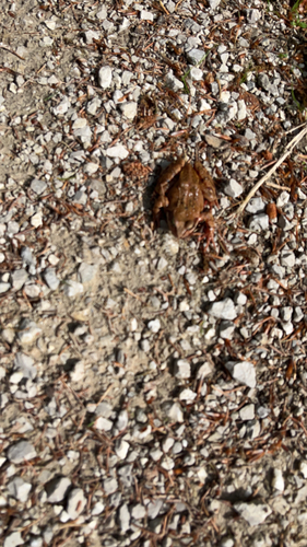 Grasfrosch