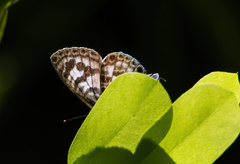 Leptotes plinius