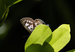 Leptotes plinius