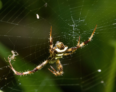 Argiope reinwardti