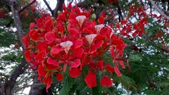 Delonix regia