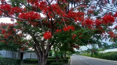 Delonix regia