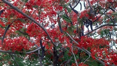 Delonix regia