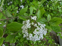 Viburnum × burkwoodii