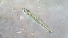 Notropis leuciodus