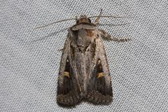 Proteuxoa chrysospila