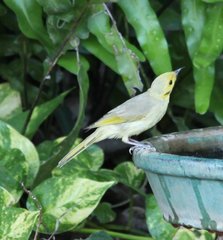 Ptilotula flavescens