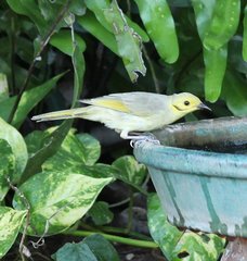 Ptilotula flavescens