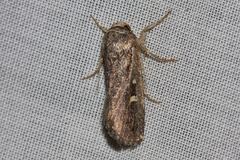 Proteuxoa chrysospila