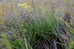 Elegia squamosa