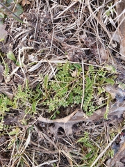 Ornithopus perpusillus