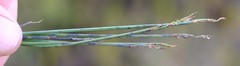 Elegia squamosa