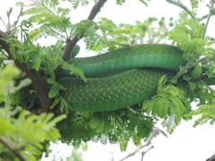 Dendroaspis angusticeps