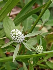 Eryngium prostratum