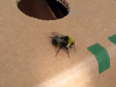 Bombus pratorum