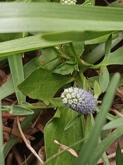 Eryngium prostratum