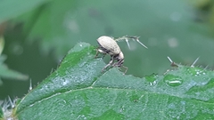 Phyllobius roboretanus