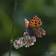 Lycaena bleusei