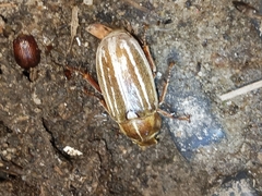 Polyphylla occidentalis