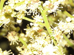 Anoplolepis gracilipes