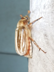 Polyphylla occidentalis