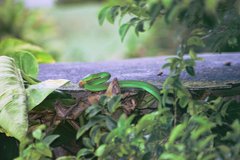 Dendroaspis angusticeps