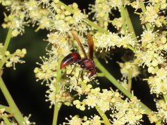 Polistes tenebricosus