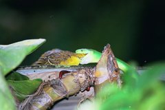 Dendroaspis angusticeps