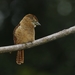 Barred Puffbird - Photo (c) Daniel Hinckley, some rights reserved (CC BY-NC-ND)