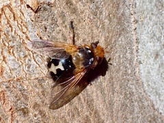 Microtropesa