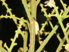 Dolichoderus thoracicus