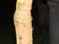 Anoplolepis gracilipes