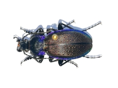 Carabus regalis