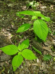 Impatiens parviflora