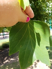 Liriodendron tulipifera