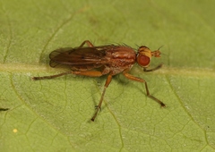Tetanocera arrogans
