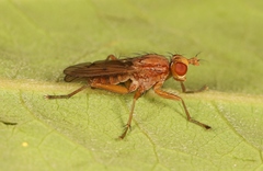 Tetanocera arrogans