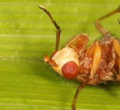Tetanocera arrogans
